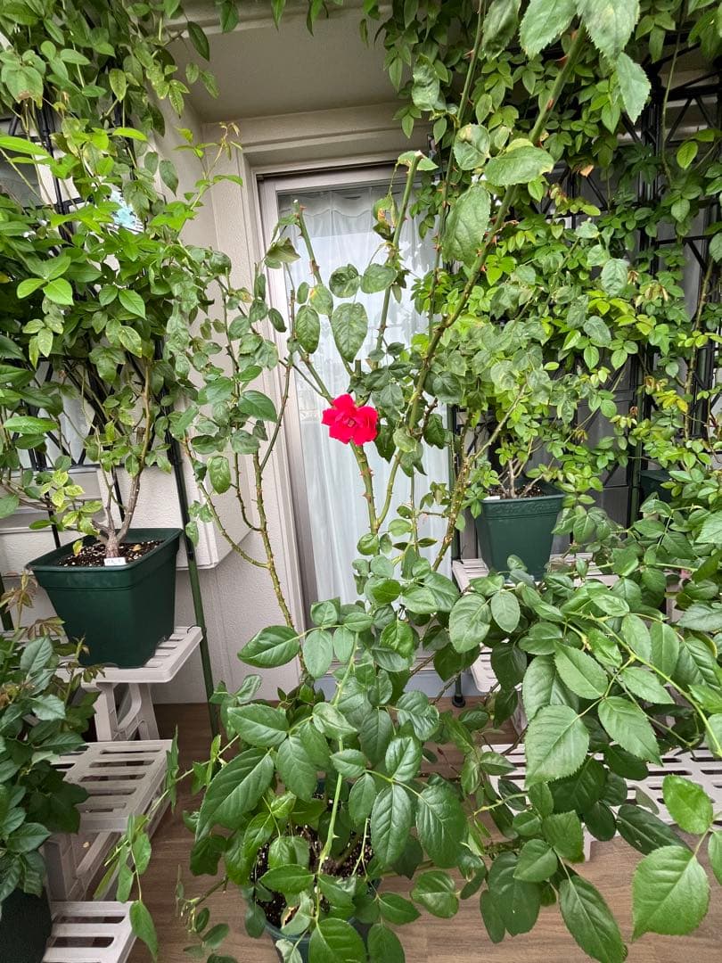 ダブリンベイ つるばら 大苗 大型《10号鉢・ゆうパック》ロゼアポットの鉢付き