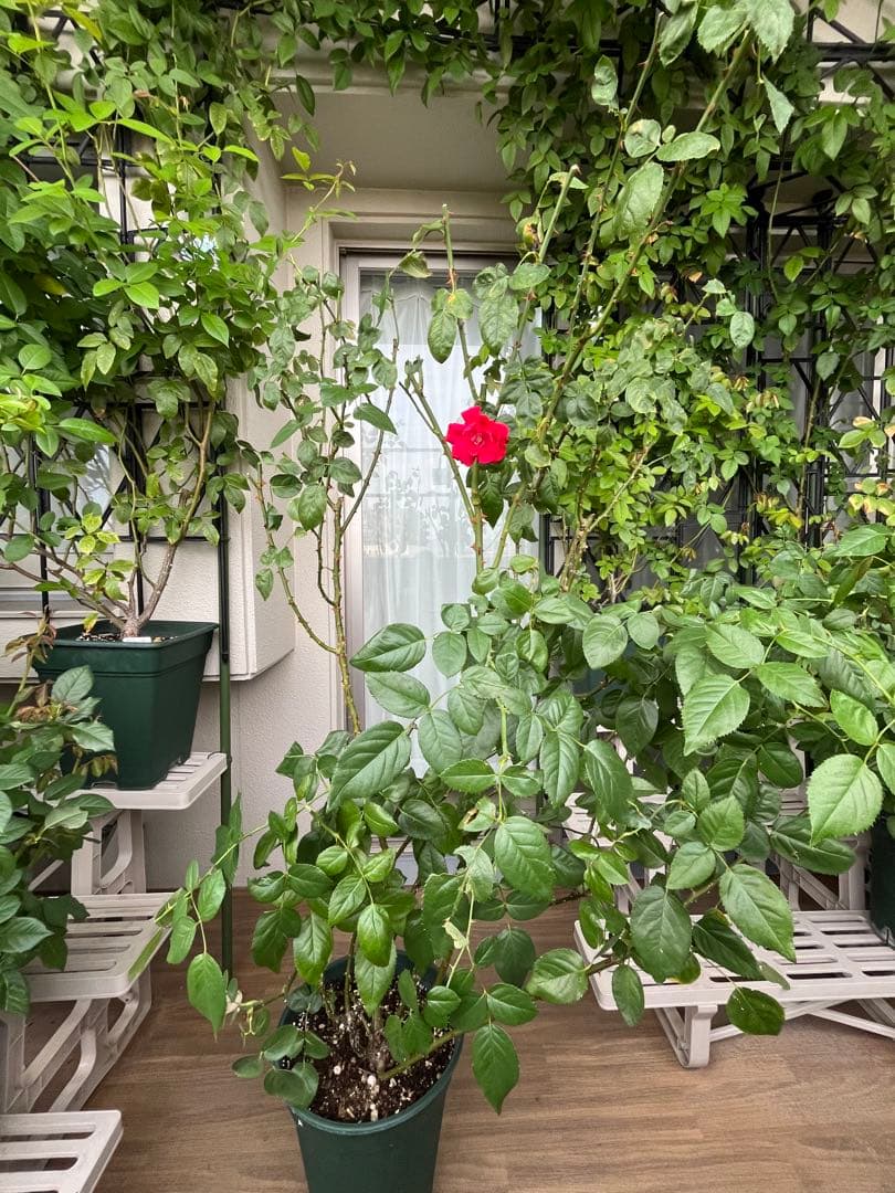 ダブリンベイ つるばら 大苗 大型《10号鉢・ゆうパック》ロゼアポットの鉢付き