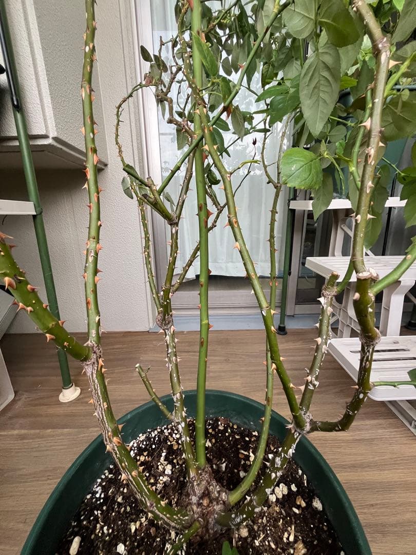 ダブリンベイ つるばら 大苗 大型《10号鉢・ゆうパック》ロゼアポットの鉢付き