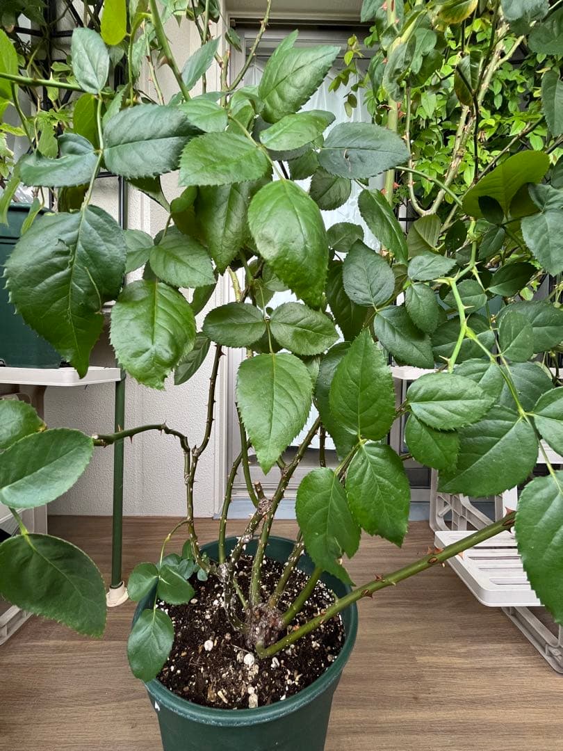 ダブリンベイ つるばら 大苗 大型《10号鉢・ゆうパック》ロゼアポットの鉢付き