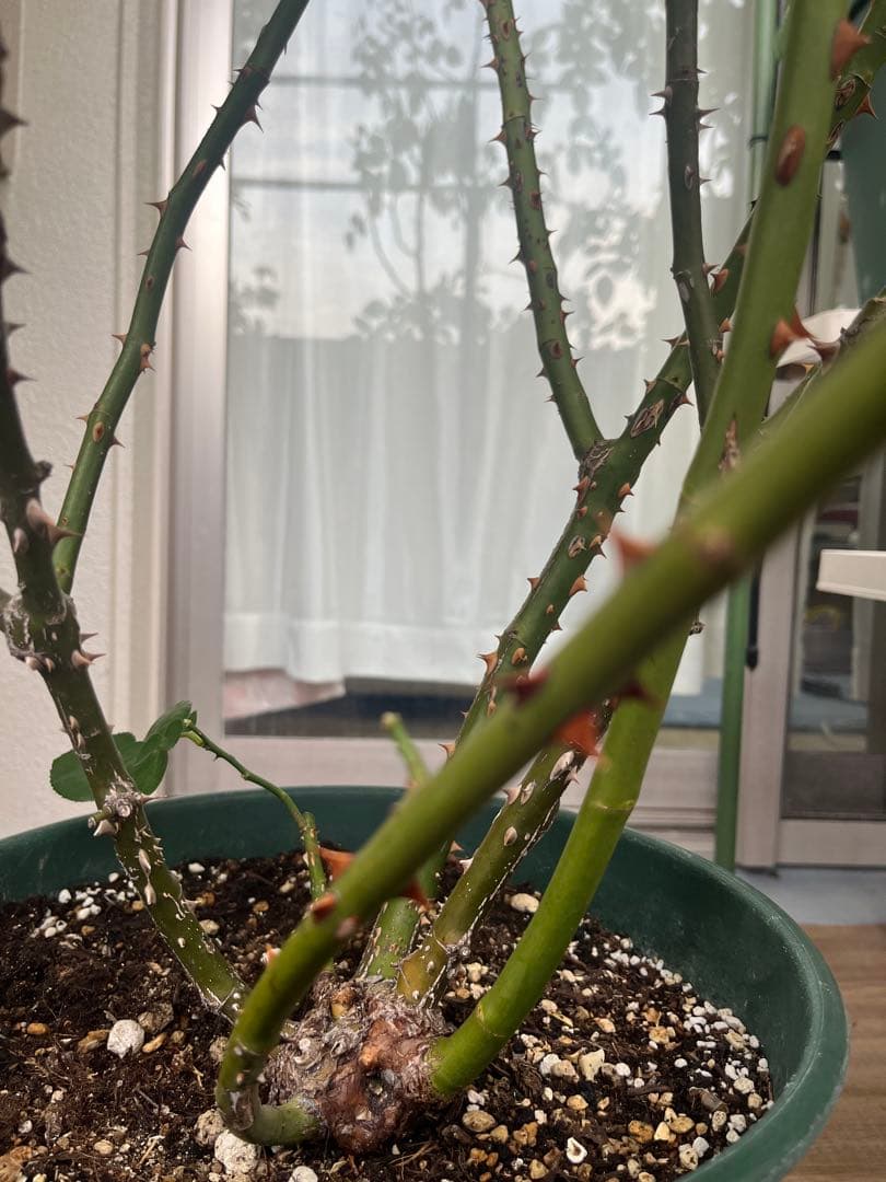 ダブリンベイ つるばら 大苗 大型《10号鉢・ゆうパック》ロゼアポットの鉢付き