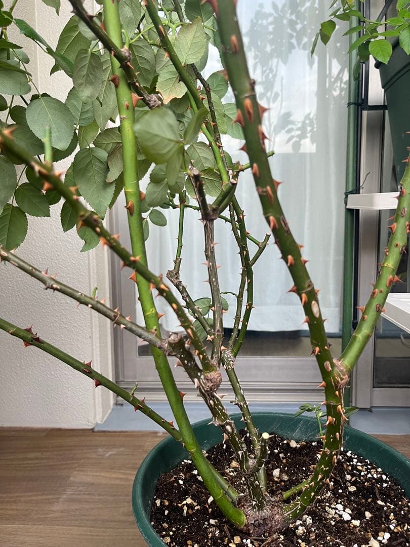 ダブリンベイ つるばら 大苗 大型《10号鉢・ゆうパック》ロゼアポットの鉢付き