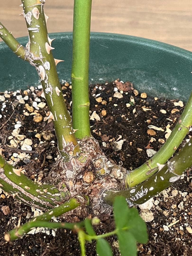 ダブリンベイ つるばら 大苗 大型《10号鉢・ゆうパック》ロゼアポットの鉢付き