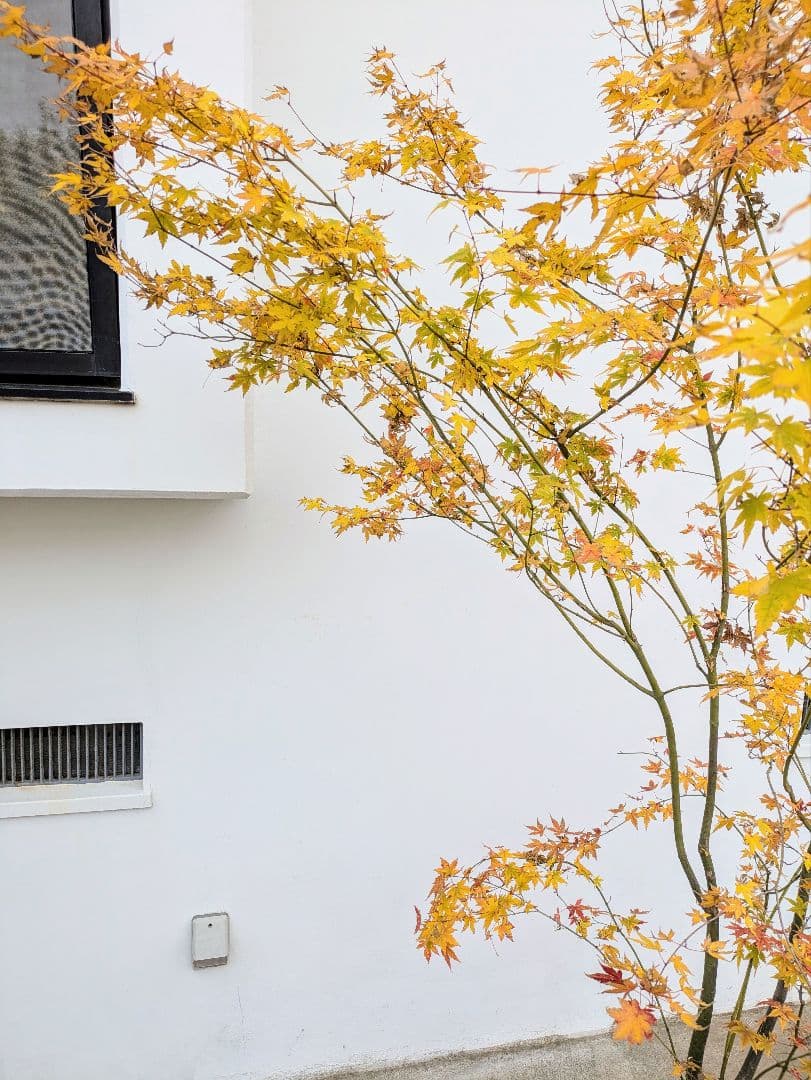 見事！ただ見事！根上がりイロハモミジ。