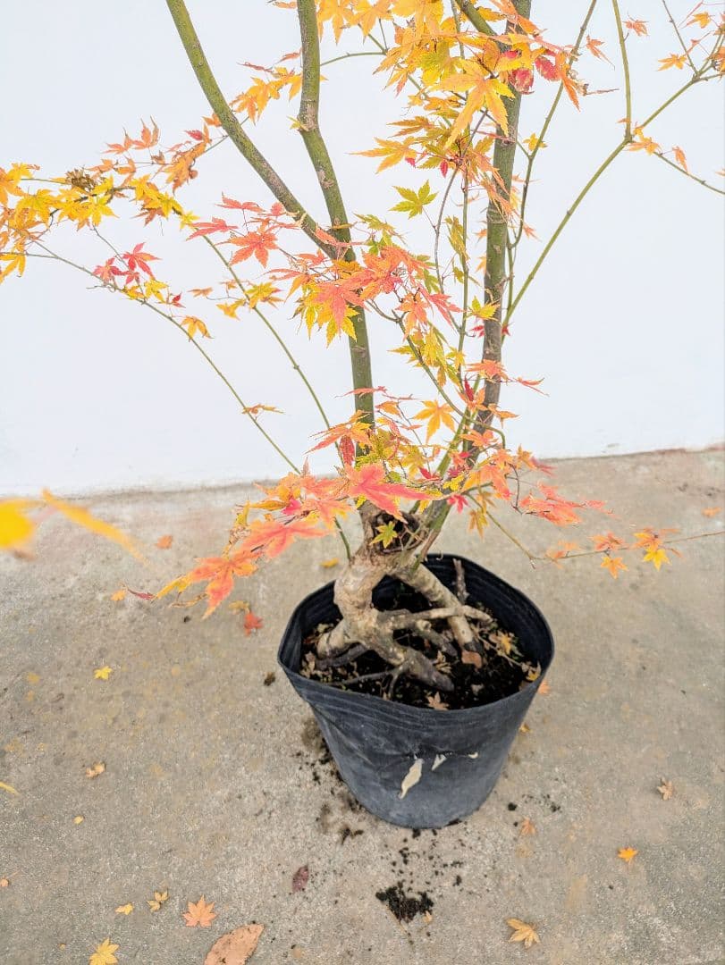 見事！ただ見事！根上がりイロハモミジ。