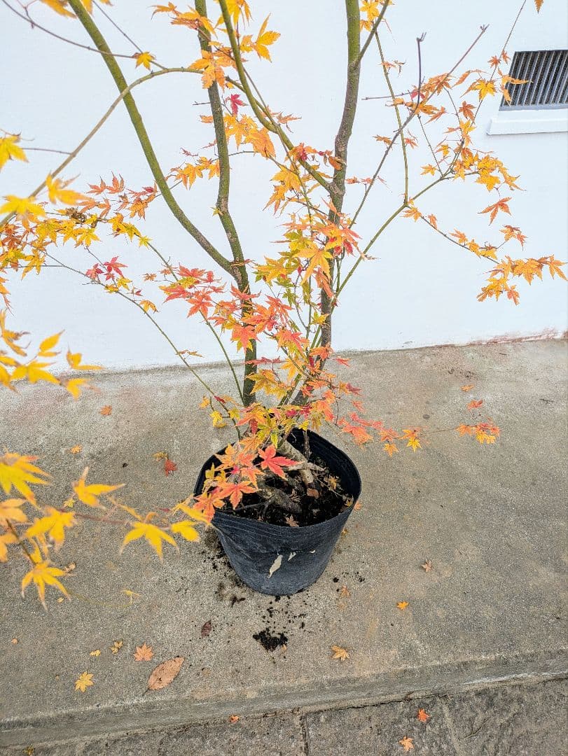 見事！ただ見事！根上がりイロハモミジ。