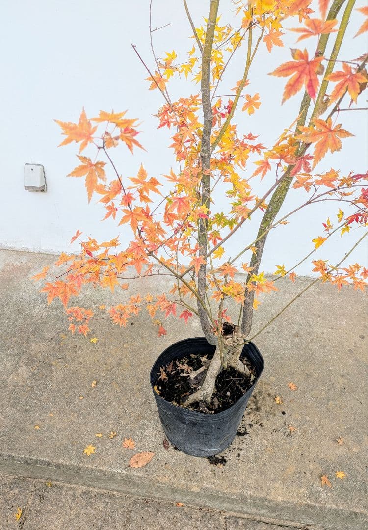 見事！ただ見事！根上がりイロハモミジ。