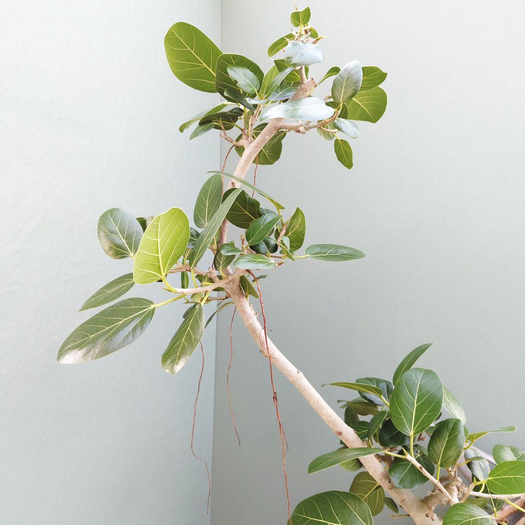 フィカス (現品) ベンガレンシス曲がり 根上り おしゃれ ８号