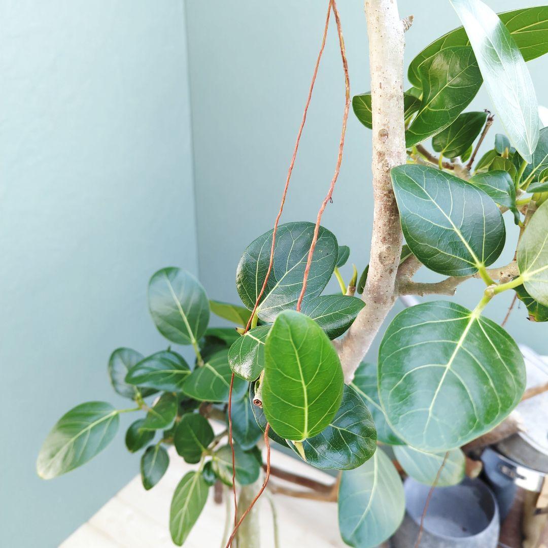 フィカス (現品) ベンガレンシス曲がり 根上り おしゃれ ８号