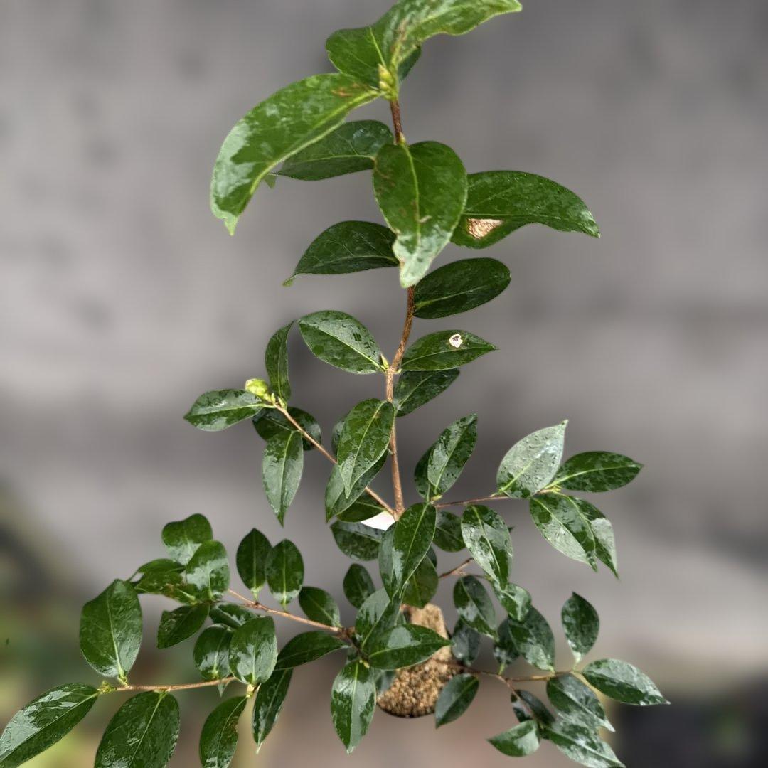 neet 炎　大社紫　此の糸3点セット