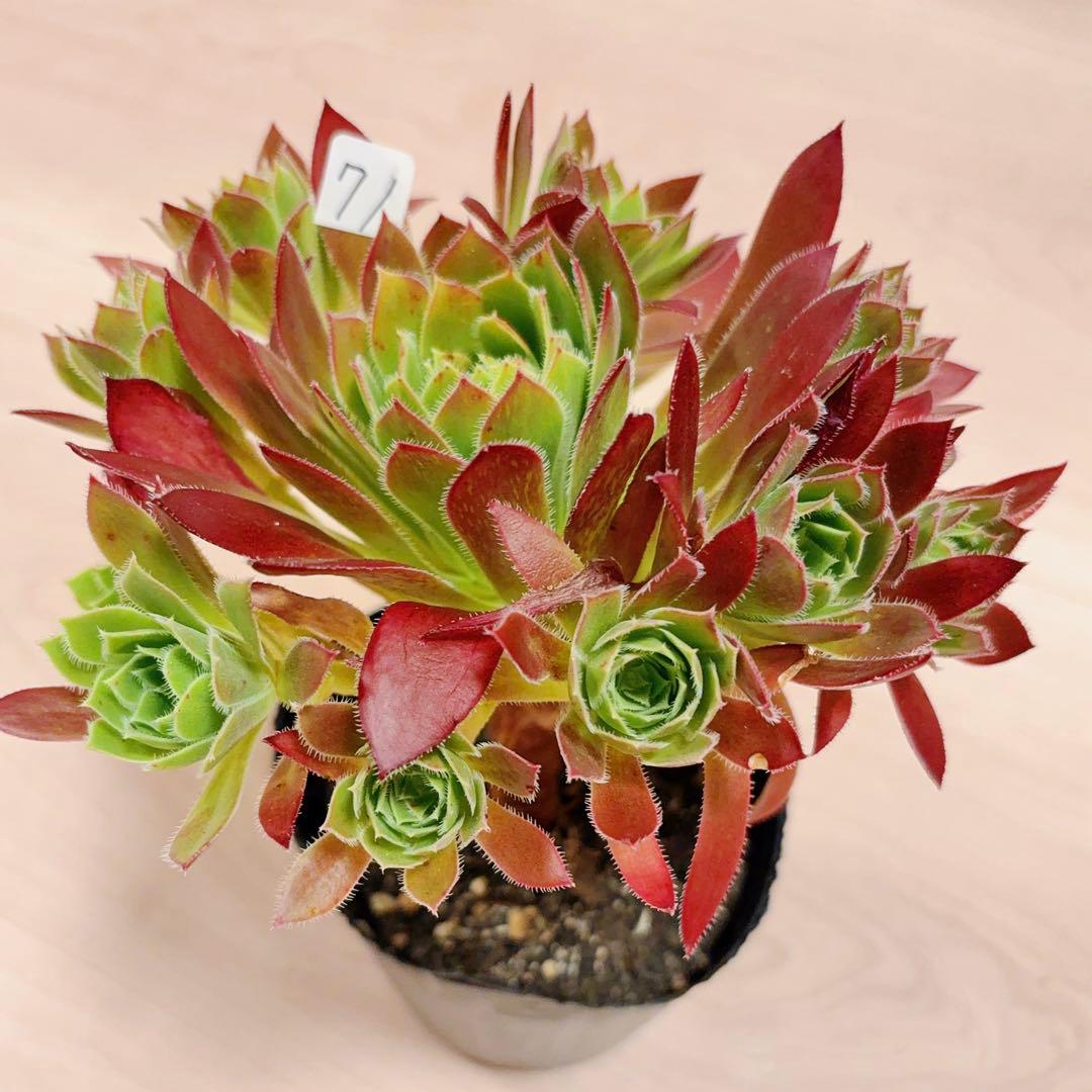 71 #多肉植物アエオニウム❤️孔雀❤️1大頭10小頭18cm拔き苗