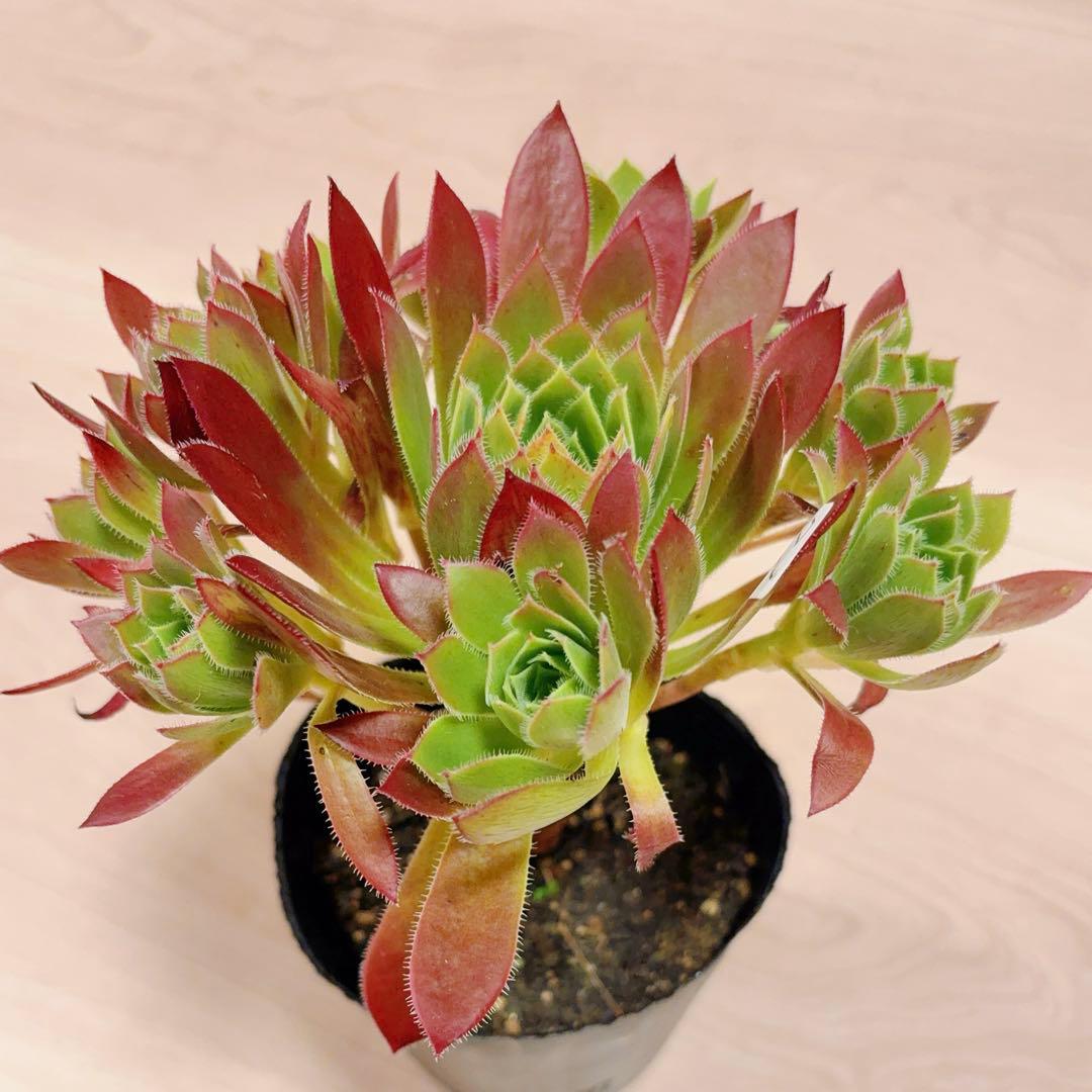 71 #多肉植物アエオニウム❤️孔雀❤️1大頭10小頭18cm拔き苗