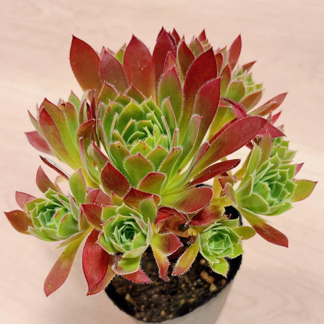 71 #多肉植物アエオニウム❤️孔雀❤️1大頭10小頭18cm拔き苗