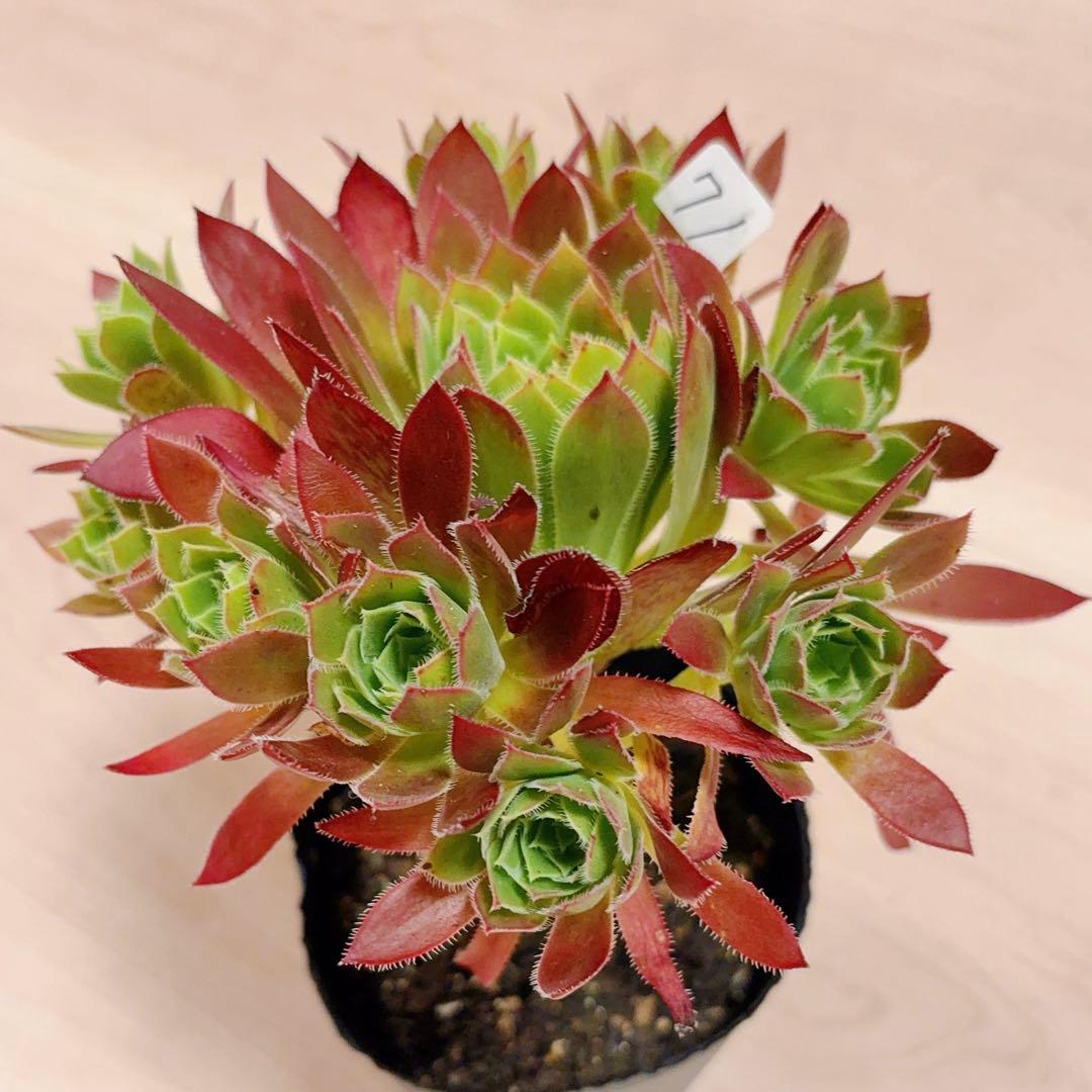 71 #多肉植物アエオニウム❤️孔雀❤️1大頭10小頭18cm拔き苗