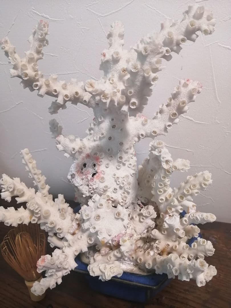 インテリア 大きめ 珊瑚 置物 34×25×27cm 4.2kg