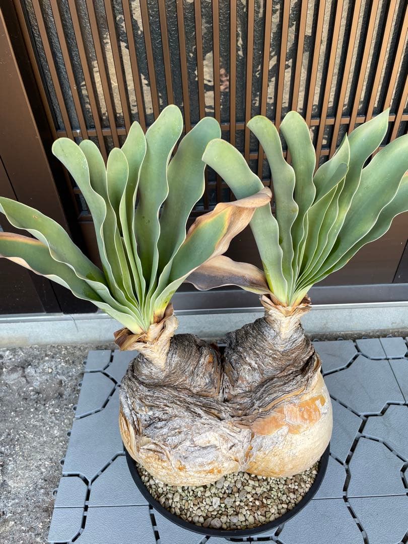 2頭 特大ブーファン ハエマンソイデス 発根済み - メルカリ