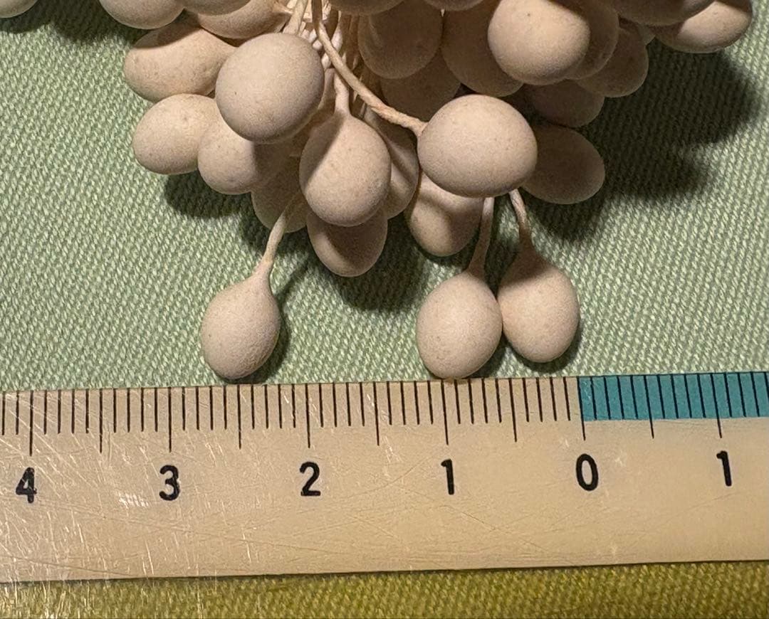 大玉ペップ　実用ペップ　1束