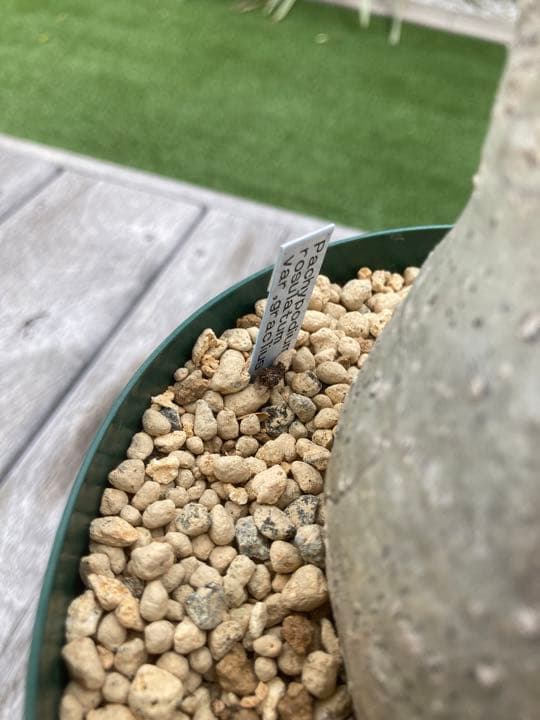 パキポディウム　グラキリス