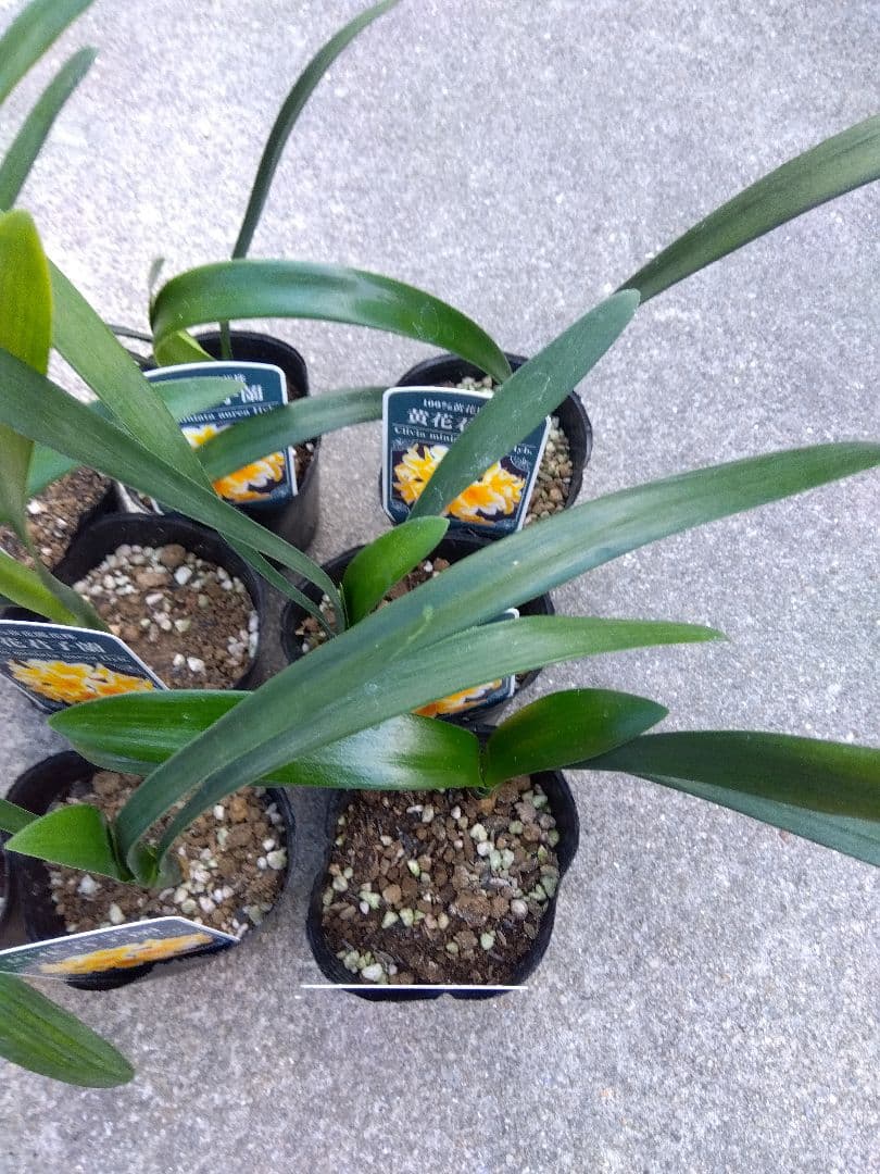 君子蘭　黄花　3号ポットつき　9株セット❗　あ