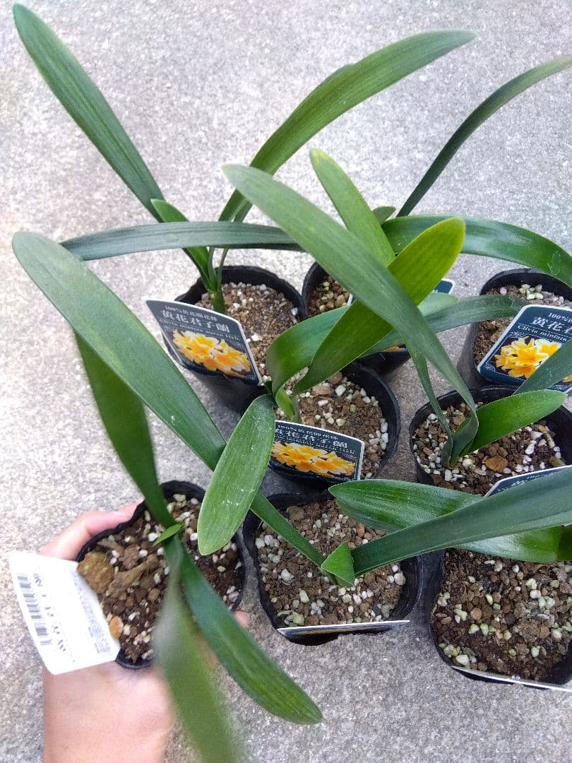 君子蘭　黄花　3号ポットつき　9株セット❗　あ