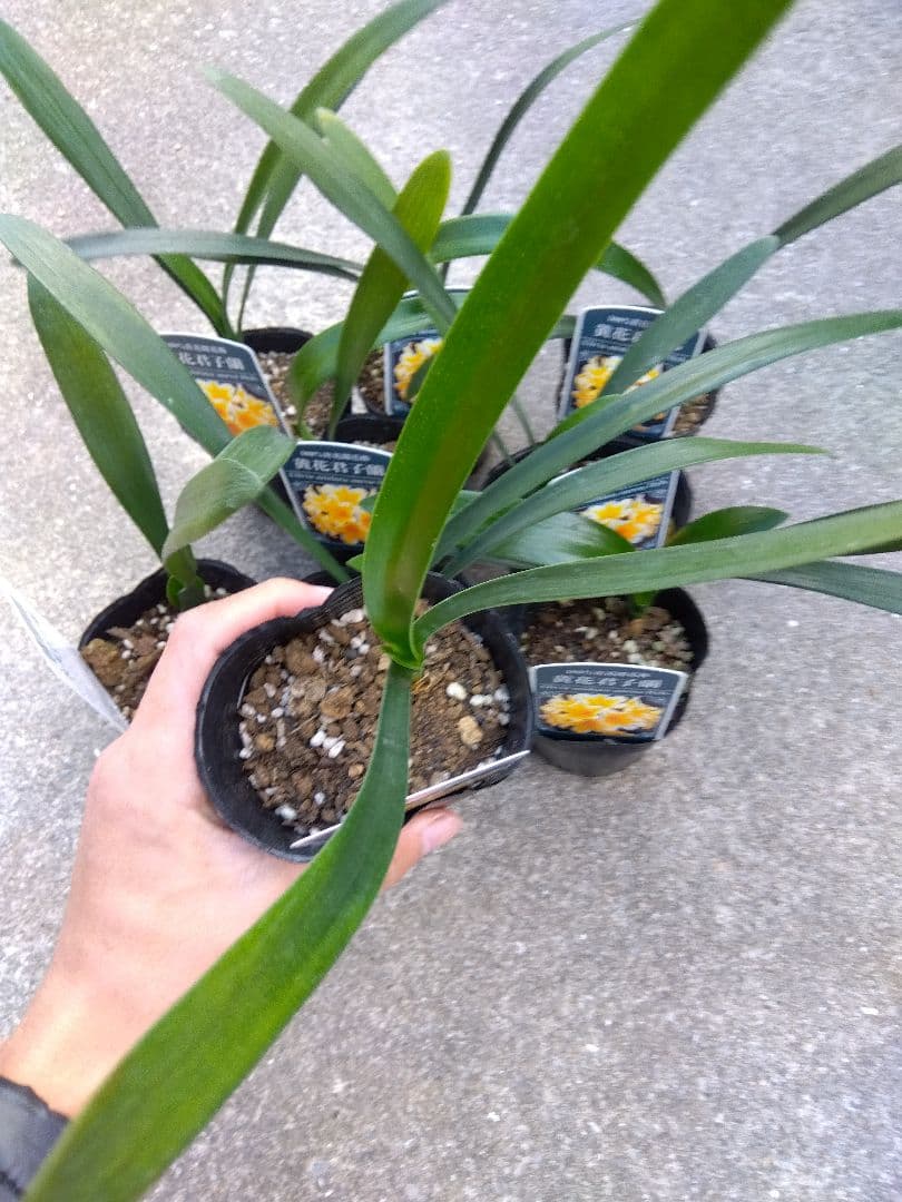 君子蘭　黄花　3号ポットつき　9株セット❗　あ