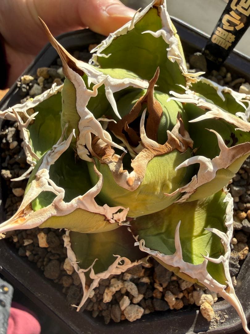 アガベ　チタノタ　包心龍　Lize産　親株　オテロイ