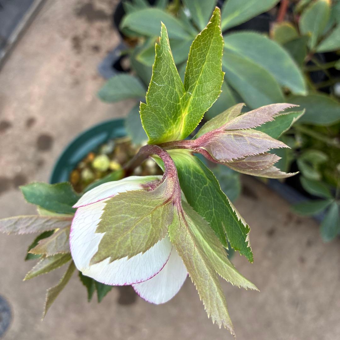 クリスマスローズ　ピコティフラッシュ　開花途中　６寸　珍しい