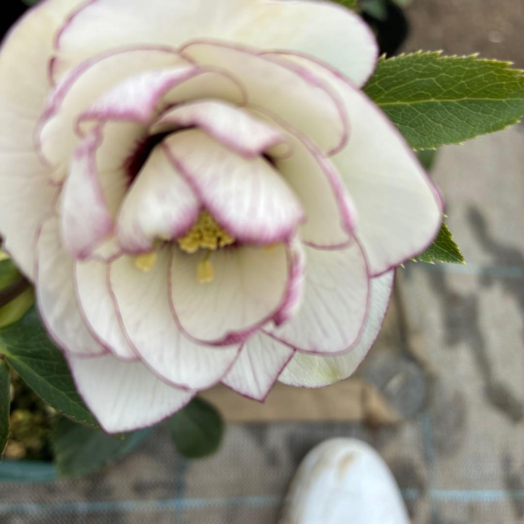 クリスマスローズ　ピコティフラッシュ　開花途中　６寸　珍しい