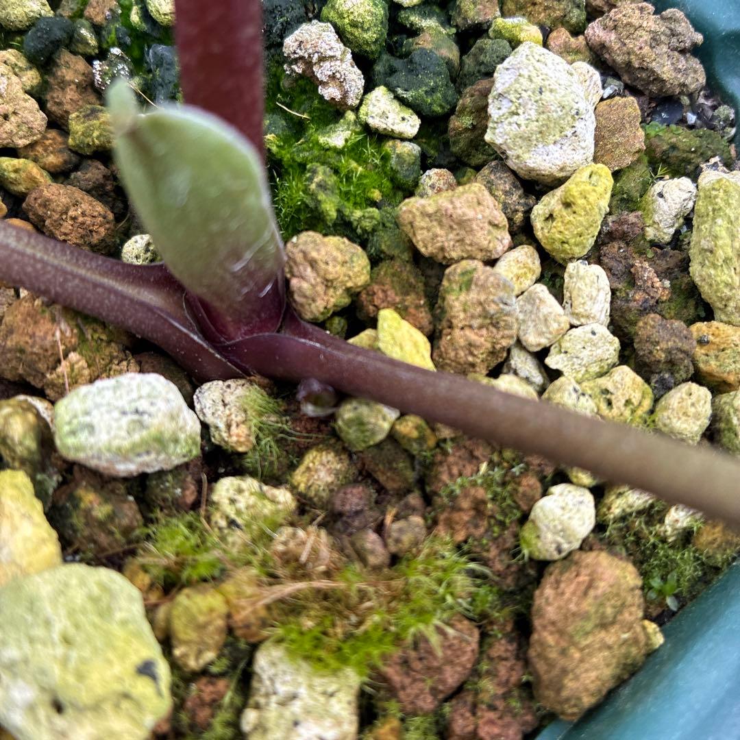 クリスマスローズ　ピコティフラッシュ　開花途中　６寸　珍しい