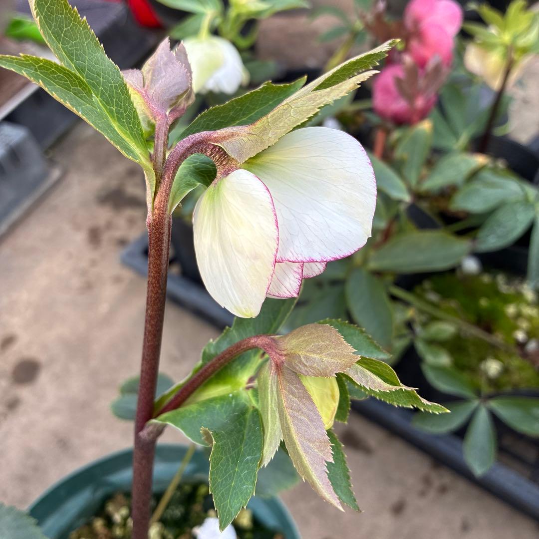 クリスマスローズ　ピコティフラッシュ　開花途中　６寸　珍しい