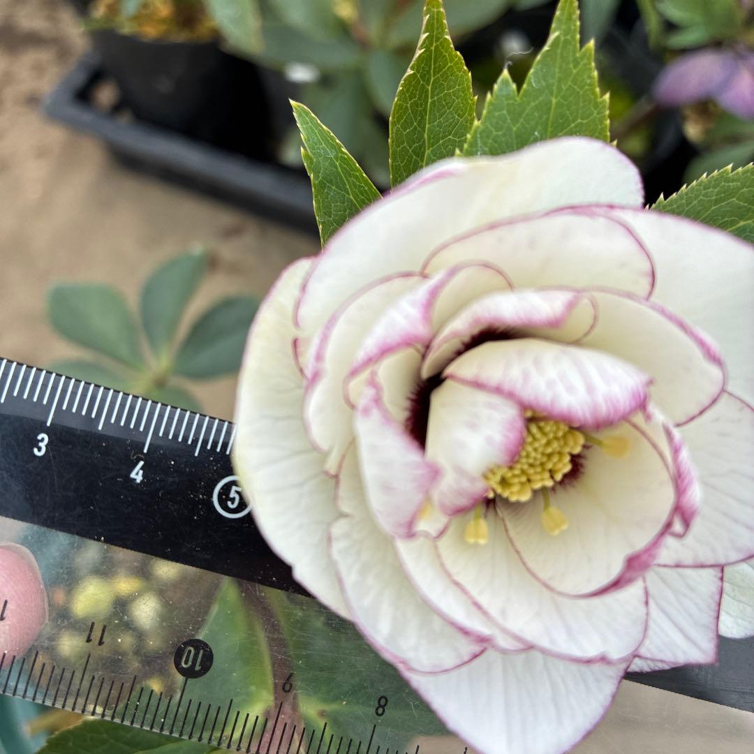 クリスマスローズ　ピコティフラッシュ　開花途中　６寸　珍しい