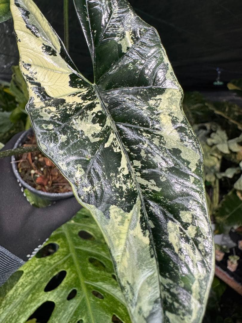 S39アロカシア　斑入り　美株　シンポ　送料込み