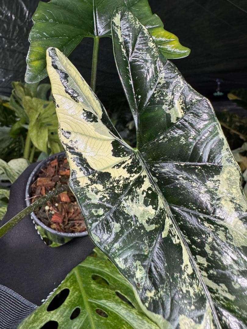 S39アロカシア　斑入り　美株　シンポ　送料込み