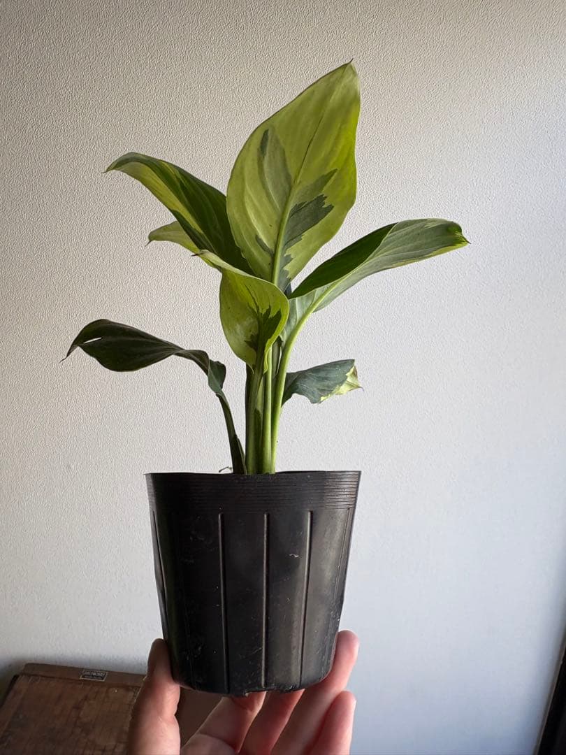 スパティフィラム センセーション 黄斑 斑入り 3号ポット ②