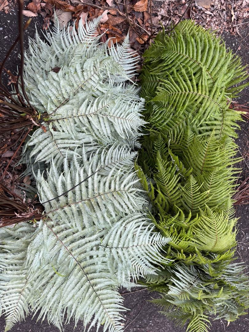 ウラジロ　エディブルフラワー　飾り葉