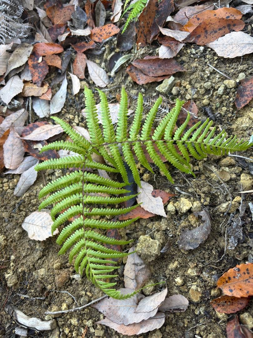 ウラジロ　エディブルフラワー　飾り葉