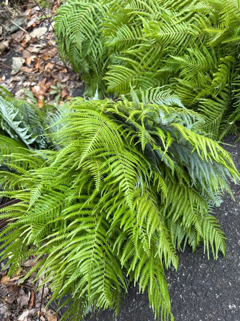 ウラジロ　エディブルフラワー　飾り葉