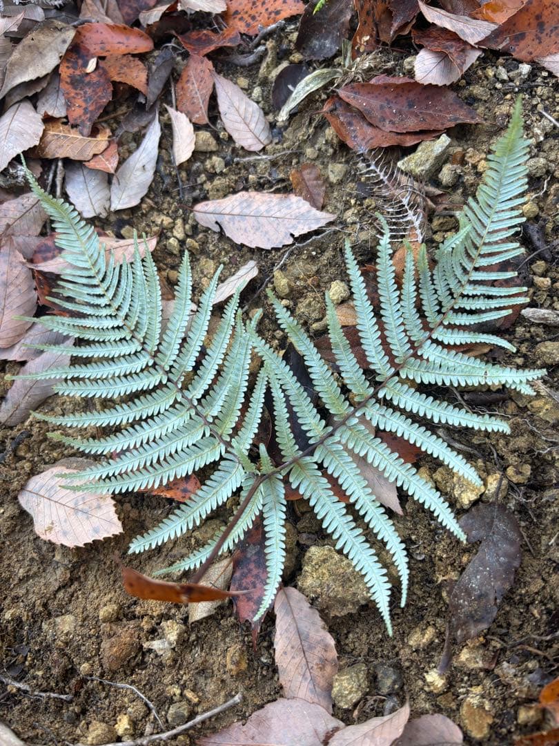 ウラジロ　エディブルフラワー　飾り葉