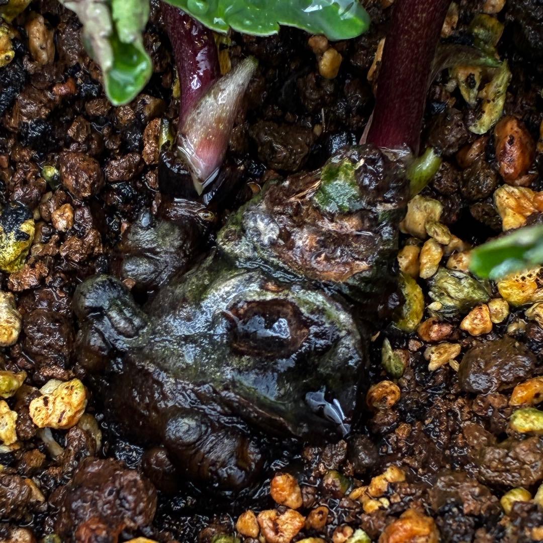 ま*い様 3461☘️超レア☘️ASHWOODIENSIS⭐️BRIAR ROS