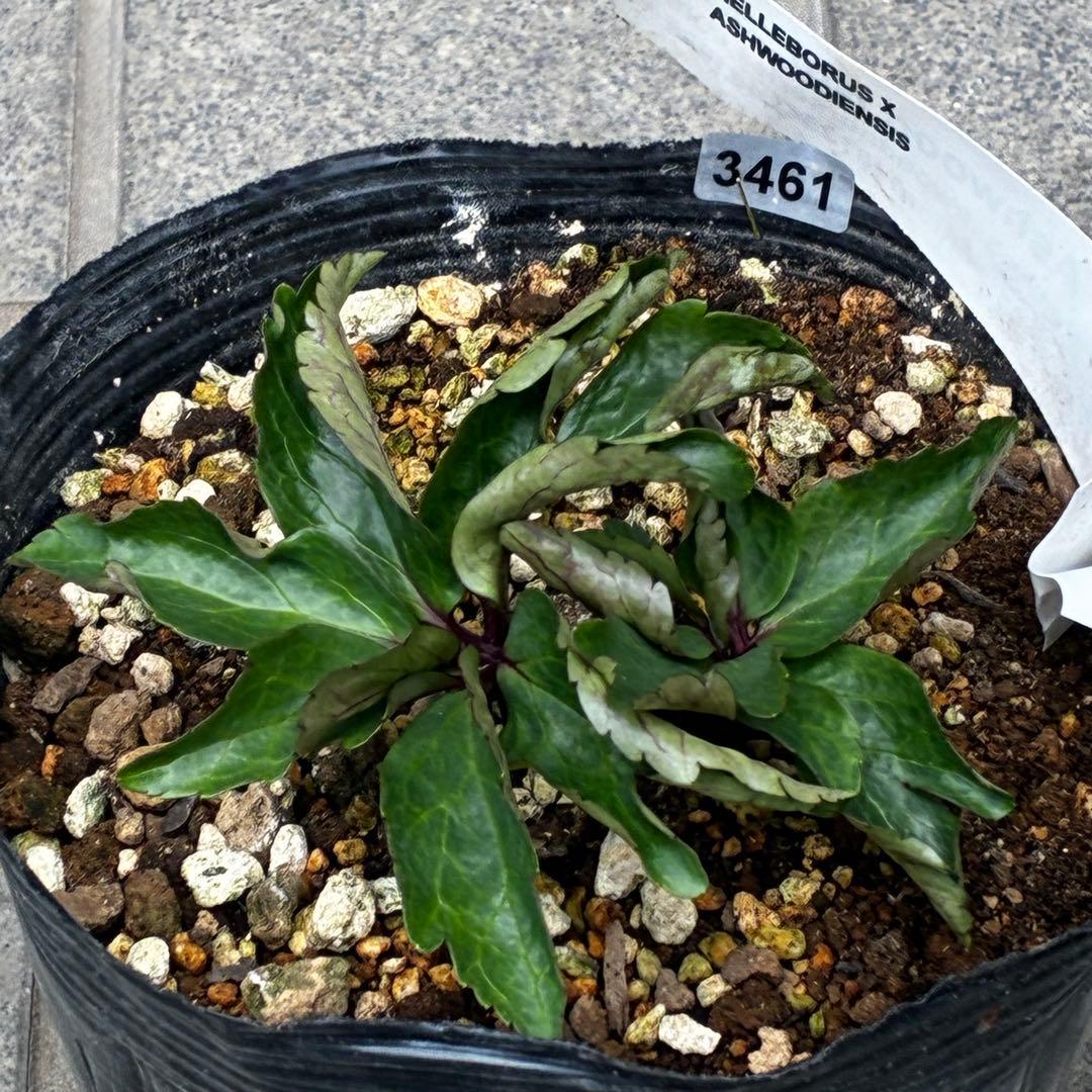 ま*い様 3461☘️超レア☘️ASHWOODIENSIS⭐️BRIAR ROS