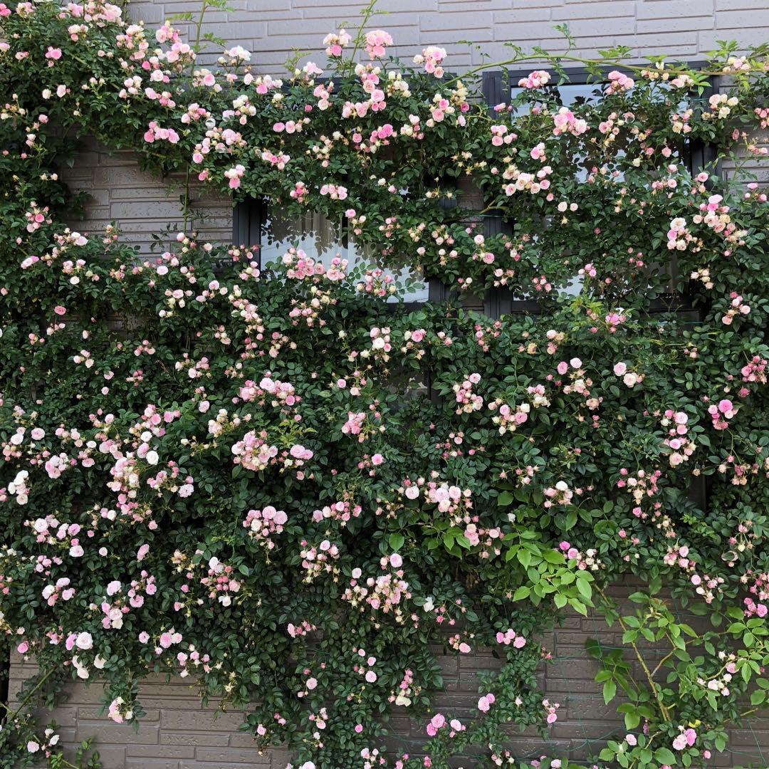 つるバラ苗　ユキコ　ツルバラ苗　＊冬支度が始まってます！お安くしてます＊