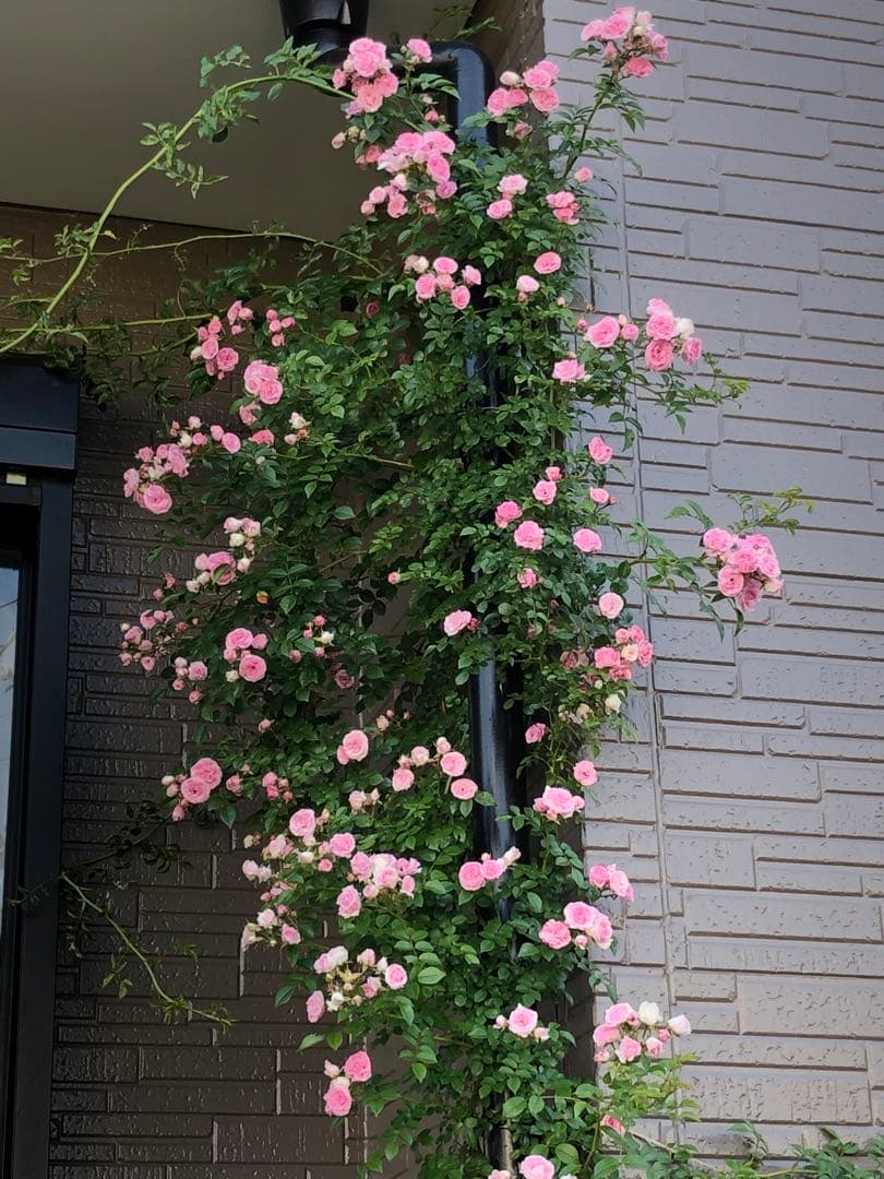 つるバラ苗　ユキコ　ツルバラ苗　＊冬支度が始まってます！お安くしてます＊