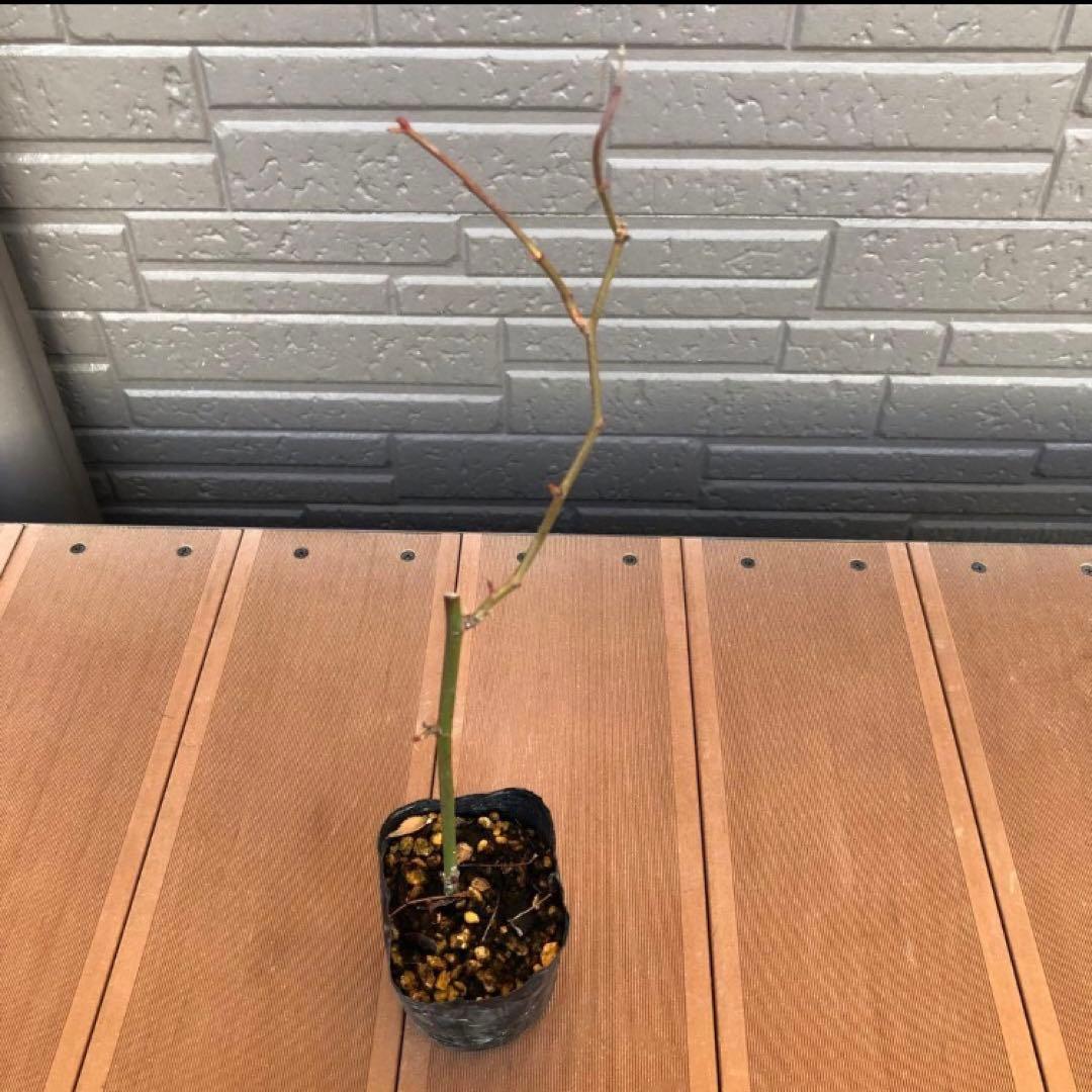 つるバラ苗　ユキコ　ツルバラ苗　＊冬支度が始まってます！お安くしてます＊