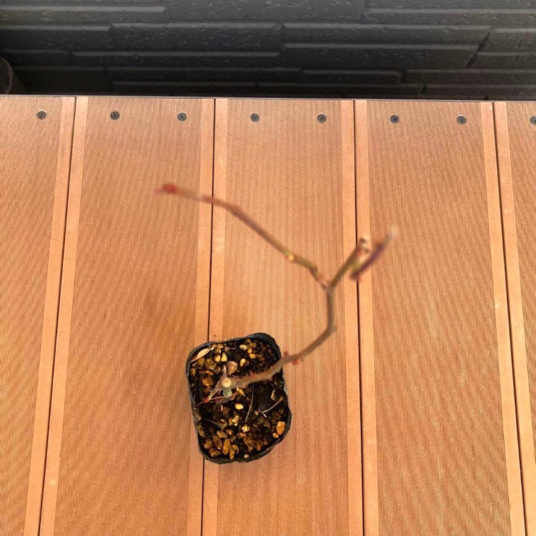 つるバラ苗　ユキコ　ツルバラ苗　＊冬支度が始まってます！お安くしてます＊