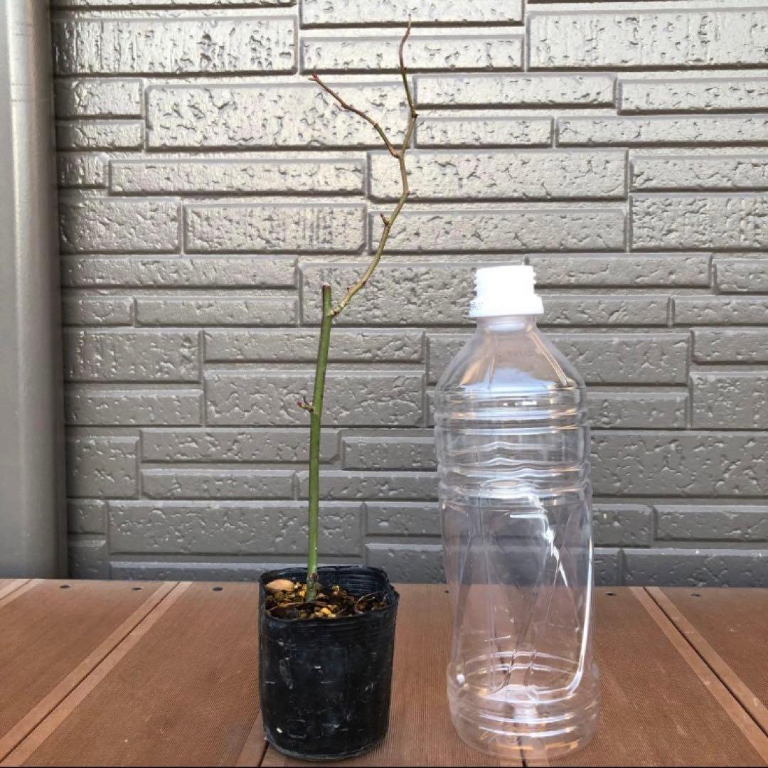 つるバラ苗　ユキコ　ツルバラ苗　＊冬支度が始まってます！お安くしてます＊