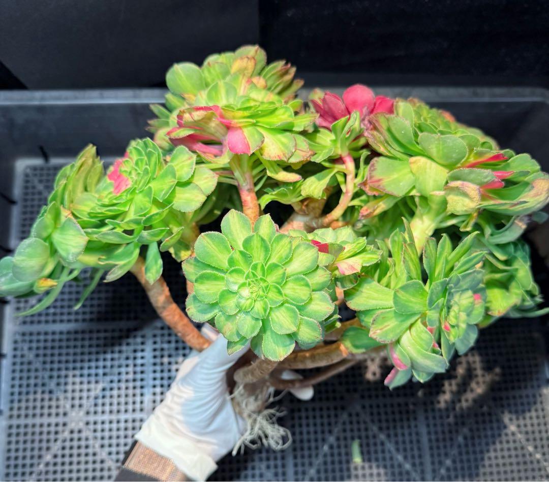 新入荷 超希少品種 知緋錦 (古株群生) 法師錦 観葉植物 35cm超大品