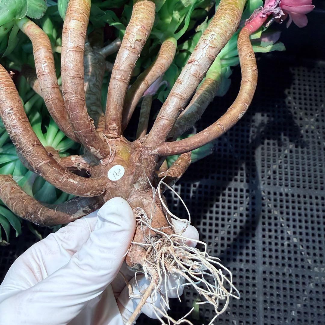 新入荷 超希少品種 知緋錦 (古株群生) 法師錦 観葉植物 35cm超大品