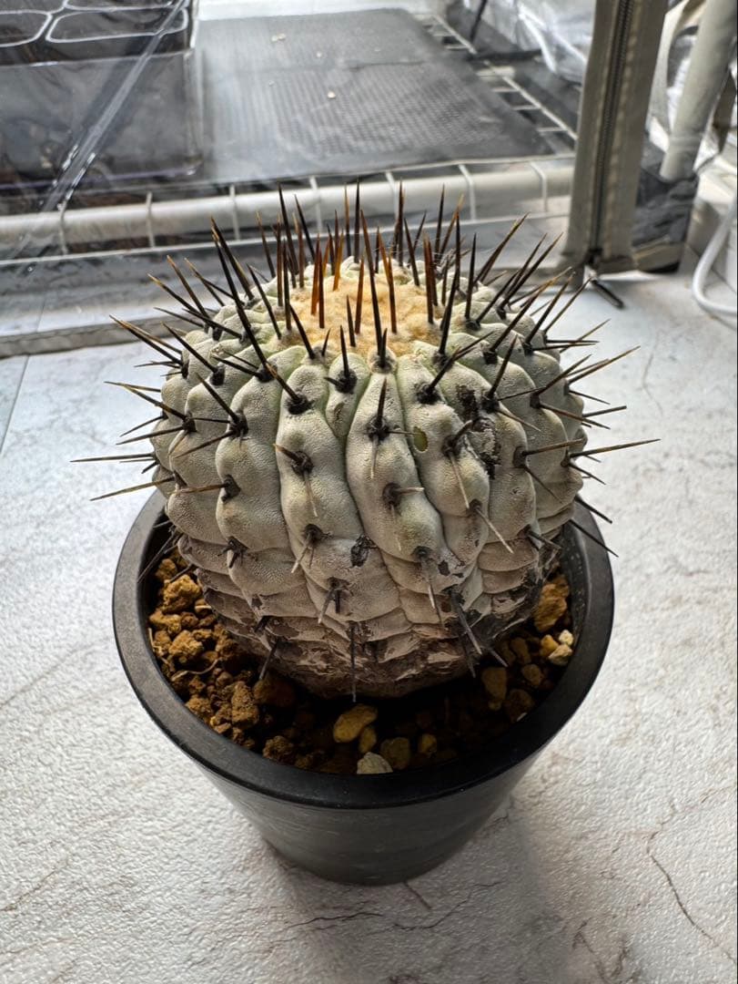 コピアポア　弧竜丸　コルムナアルバ　現地球