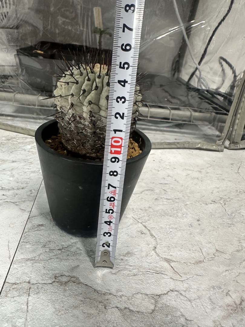 コピアポア　弧竜丸　コルムナアルバ　現地球