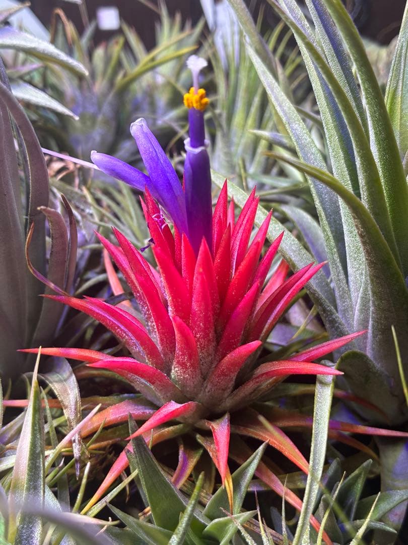 ブロメリア・エアープランツ Tillandsia ionantha Orange T'S TROPICALS